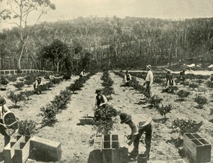 Granja de grosellas, Glenbrook, 1901 de Unbekannt