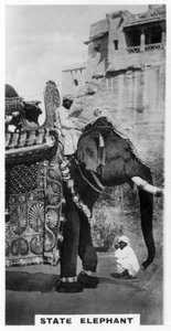 Elefante del gobierno en traje de estado, sur de India, c1925 de Unbekannt