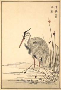 Garza gris Aosagi y planta Mizu-aoi de Unbekannt