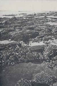 Gran Barrera de Coral de Unbekannt