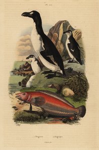 Alca gigante, Pinguinus impennis 1, extinto, y perca de arena brasileña, Pinguipes brasilianus 2 de Unbekannt