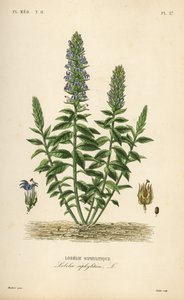 Lobelia azul grande, Lobelia siphilitica