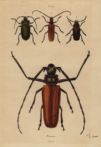 Escarabajo de cuernos largos, Aegosoma scabricorne, Pyrodes nitidus y Prionus desmaretii