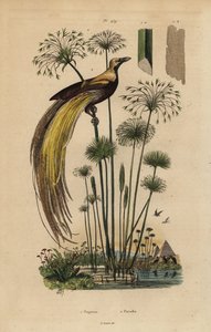 Ave del paraíso mayor, Paradisaea apoda, y hierba de papiro, Cyperus papyrus de Unbekannt