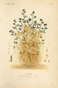 Cuscuta mayor o cuscuta europea