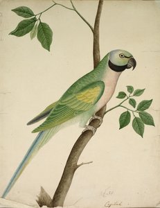 Loro verde, c. 1820 de Unbekannt