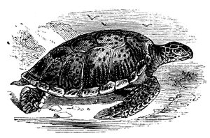 Tortuga verde Chelone mydas, c1890 de Unbekannt