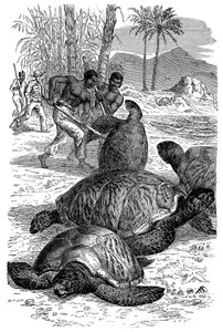 Captura de tortuga verde por cazadores de Unbekannt