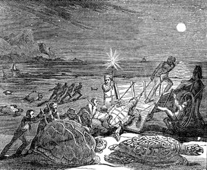 Tortugas Verdes y Tortugas Cabezón capturadas en la costa de Cuba, 1832 de Unbekannt
