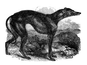 Galgo de Unbekannt