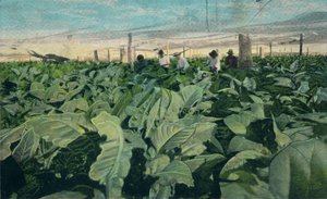 Cultivo de tabaco, Cuba, 1909 de Unbekannt