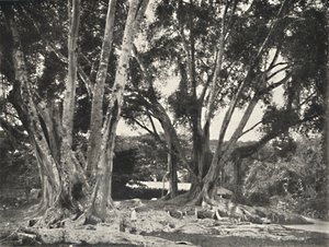 Gummibaume Ficus elastica, 1926 de Unbekannt