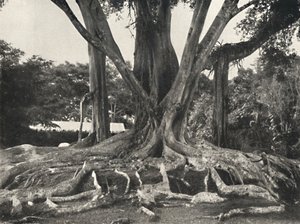 Gummibaume wie Tafel 14, vista parcial de las raíces tabulares, 1926 de Unbekannt