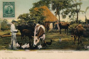 Habana. Escena campestre - Corral cubano, c1910 de Unbekannt