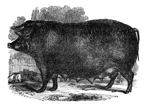 Cerda de Hampshire, 1848 de Unbekannt