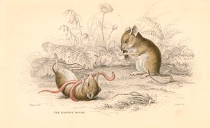 Ratón de cosecha Micromys minutus del Viejo Mundo, 1828