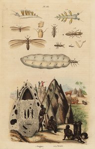 Termita cosechadora y montículos, especies de Microhodotermes, y babosa de mar, Tergipes tergipes