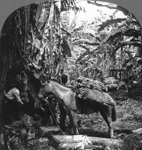 Cosecha de plátanos, Costa Rica
