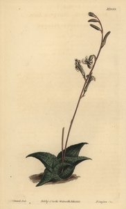 Haworthia venosa (Aloe recurvado, Aloe recurva) de Unbekannt