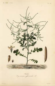 Mostaza de seto, Sisymbrium officinale