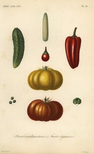 Hierbas y vegetales de Unbekannt
