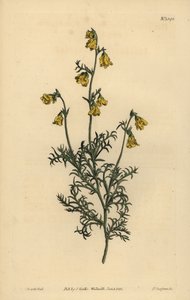 Hermannia confusa (Hermannia de hojas finas, Hermannia tenuifolia) de Unbekannt