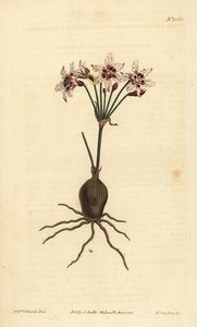 Hessea cinnamomea (Strumaria de flores brillantes, Strumaria crispa) de Unbekannt