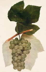 Hidalgo, 1908 de Unbekannt
