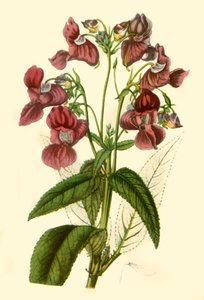 Bálsamo del Himalaya: Impatiens Glandulifera, 1840, 1944 de Unbekannt