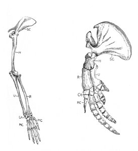 Homología del descenso común, c1920