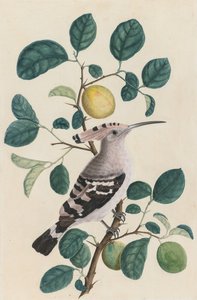 Abubilla en una rama de árbol de cítricos, c. 1800