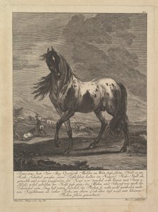 Caballo, siglo XVIII de Unbekannt