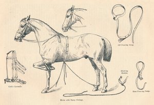 Caballo con accesorios Rarey, c1905 c1910