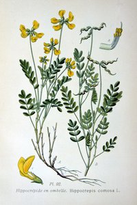 Vicia de herradura, 1893 de Unbekannt