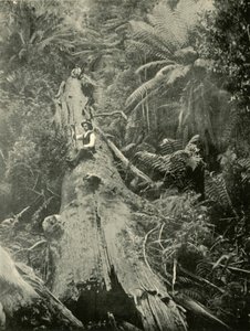 Cómo han caído los poderosos, 1901 de Unbekannt