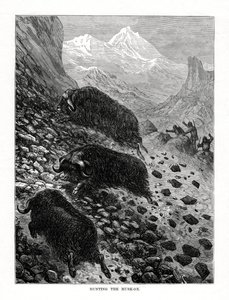 Cazando el buey almizclero, 1877 de Unbekannt