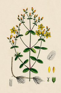 Hypericum Boeticum. Hierba de San Juan de hojas onduladas, siglo XIX de Unbekannt