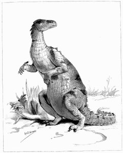 Iguanodon, 1895 de Unbekannt