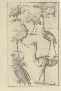 Ilustración tomada del libro Descripción del Cabo de Buena Esperanza y de los hotentotes que viven allí por Kolb, Peter y publicada por Peter Conrad Monath (de, 1745) de Unbekannt
