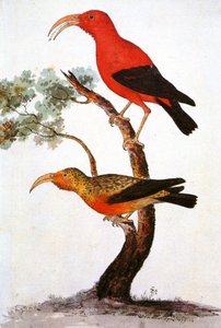 Ilustración de Iiwi, mielero escarlata hawaiano de Unbekannt