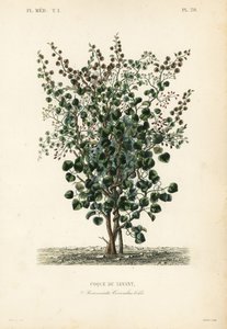 Baya india, Anamirta cocculus de Unbekannt