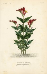 Espigelia de Maryland de Unbekannt