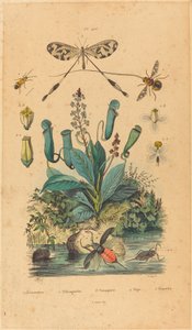 Insectos y flores, publicado en 1837 de Unbekannt