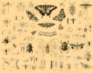 Insectos, c1910