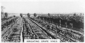 Riego de vides, Australia, 1928 de Unbekannt