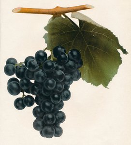 Isabella, 1908 de Unbekannt