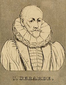 J. Gerarde, c1545-1612, 1830 de Unbekannt