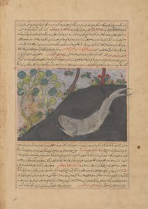 Jonás y la ballena, folio de un Majma
