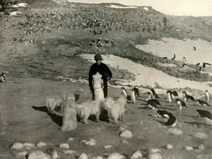 Joyce y los perros en la pingüinera, c1908