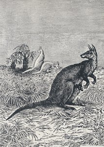 Canguro, 1924